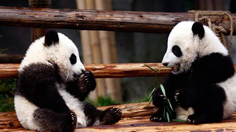 pandas in china history.